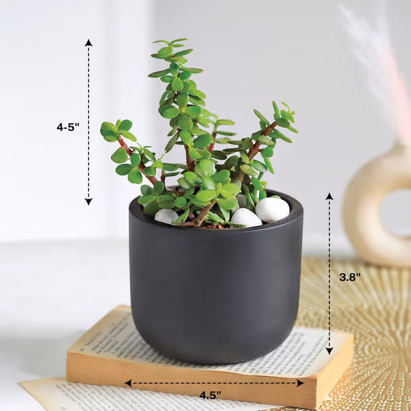 Jade Plant With Clay Planter For Dad